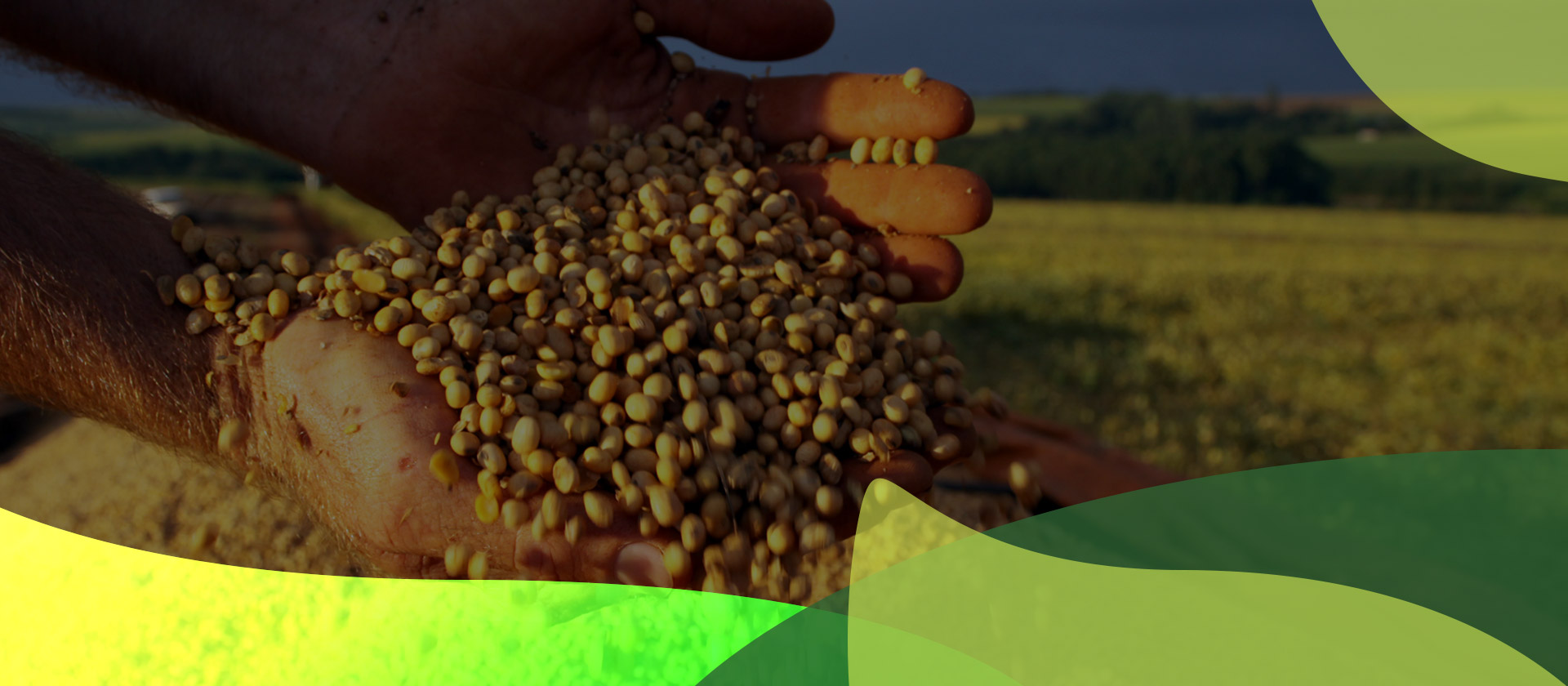 Consultoria Agrícola para o sucesso da sua plantação.