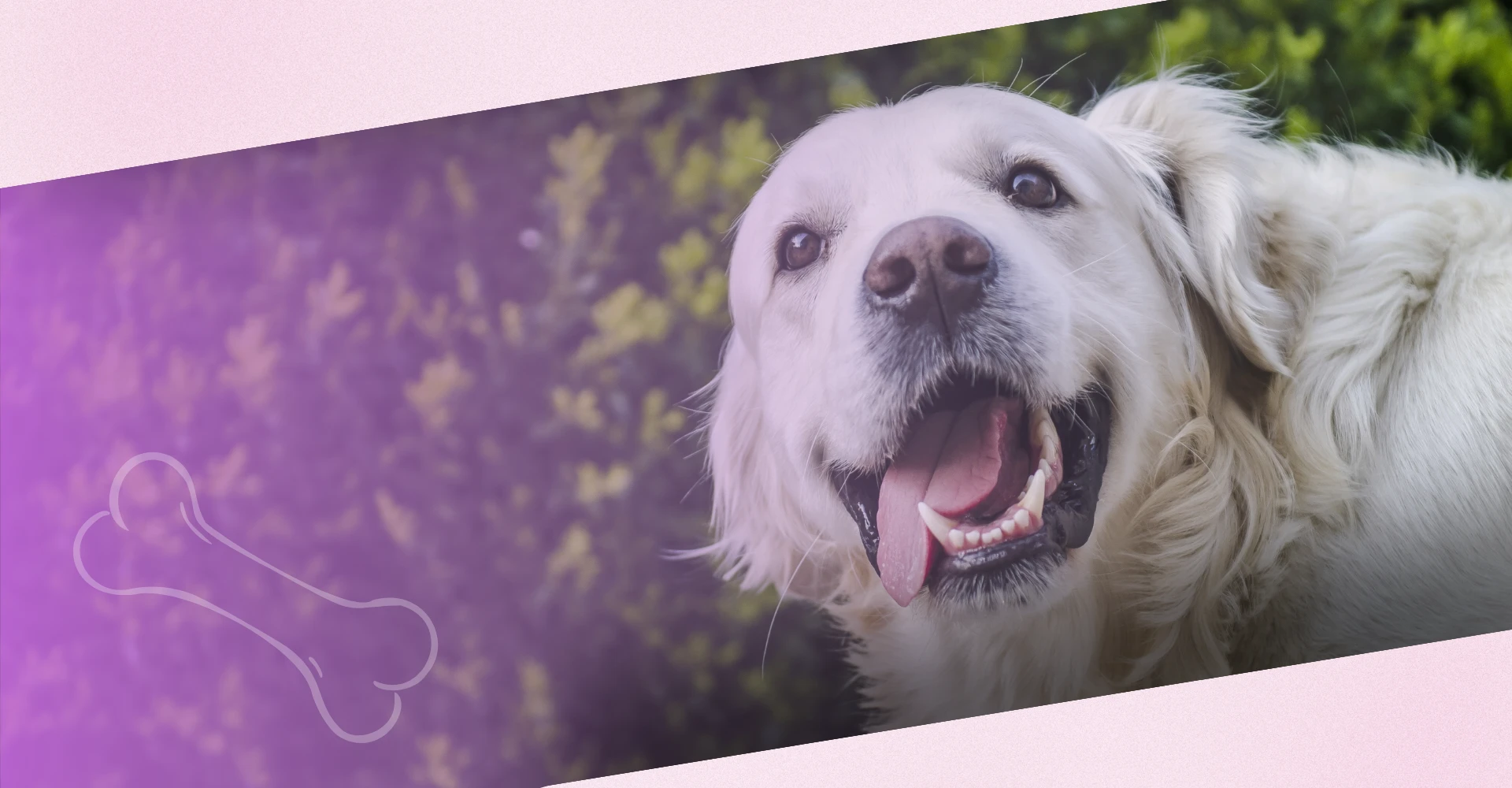5 sinais de uma equipe especializada em cuidados com animais