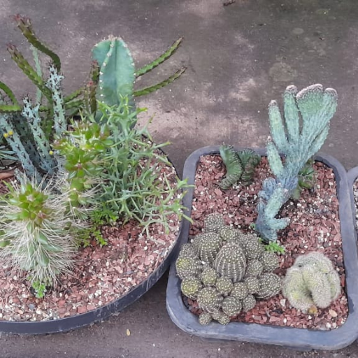 Plantak Substratos Agrícolas