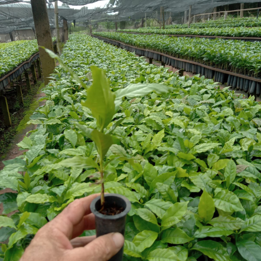 Plantak Substratos Agrícolas