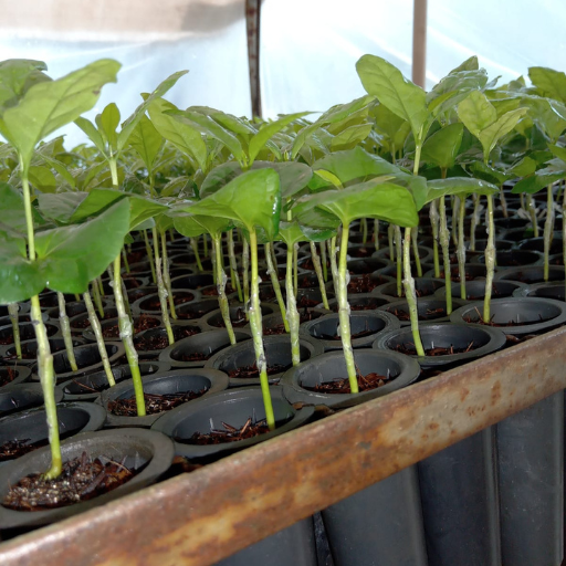 Plantak Substratos Agrícolas