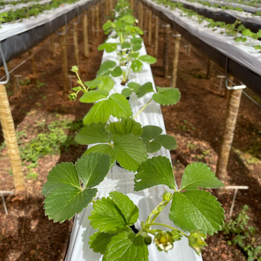 Plantak Substratos Agrícolas