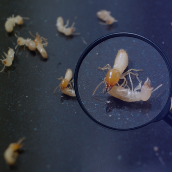 Design sem nome (56)