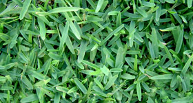 gramas_santoagostinho