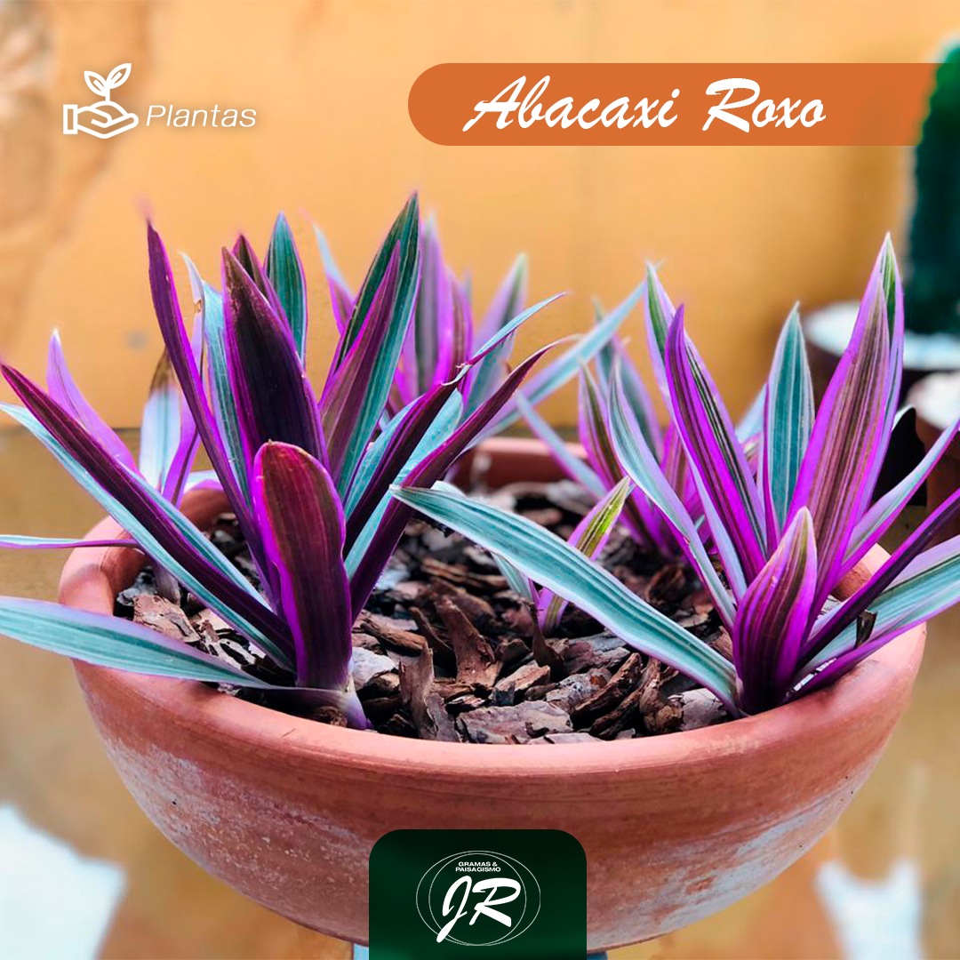 Post-5---Abacaxi-Roxo