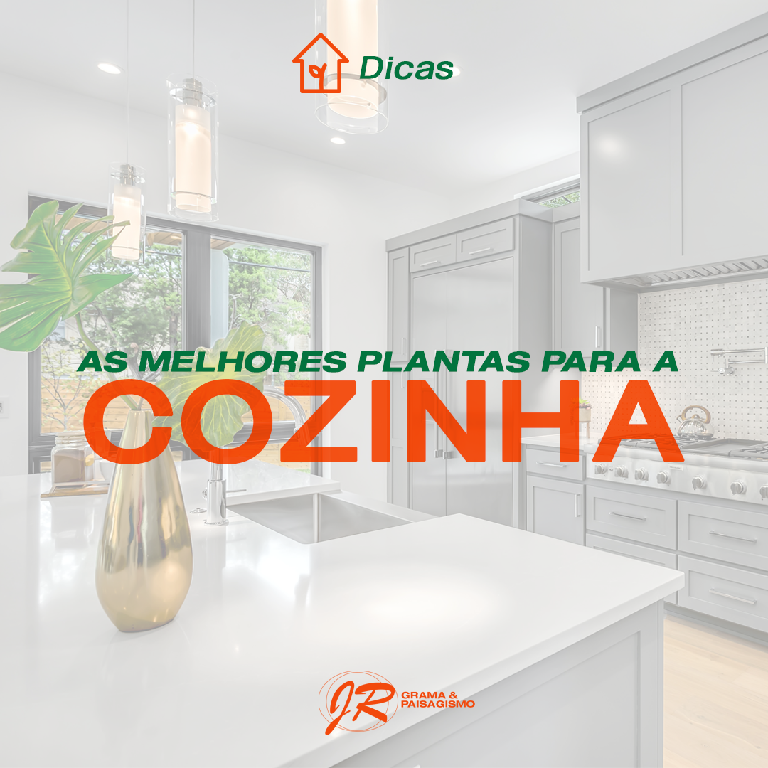Post-7---AS-MELHORES-PLANTAS-PARA-A-COZINHA!