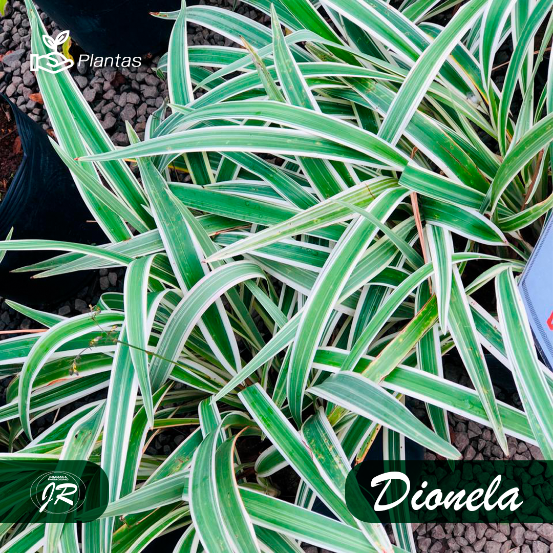 Post-7---Dionela