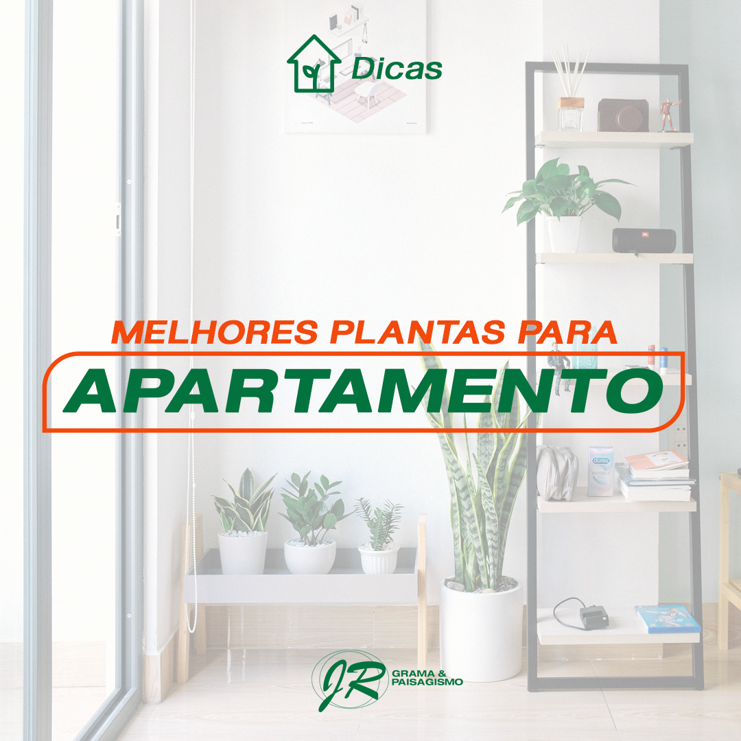 Post-4---MELHORES-PLANTAS-PARA-APARTAMENTO