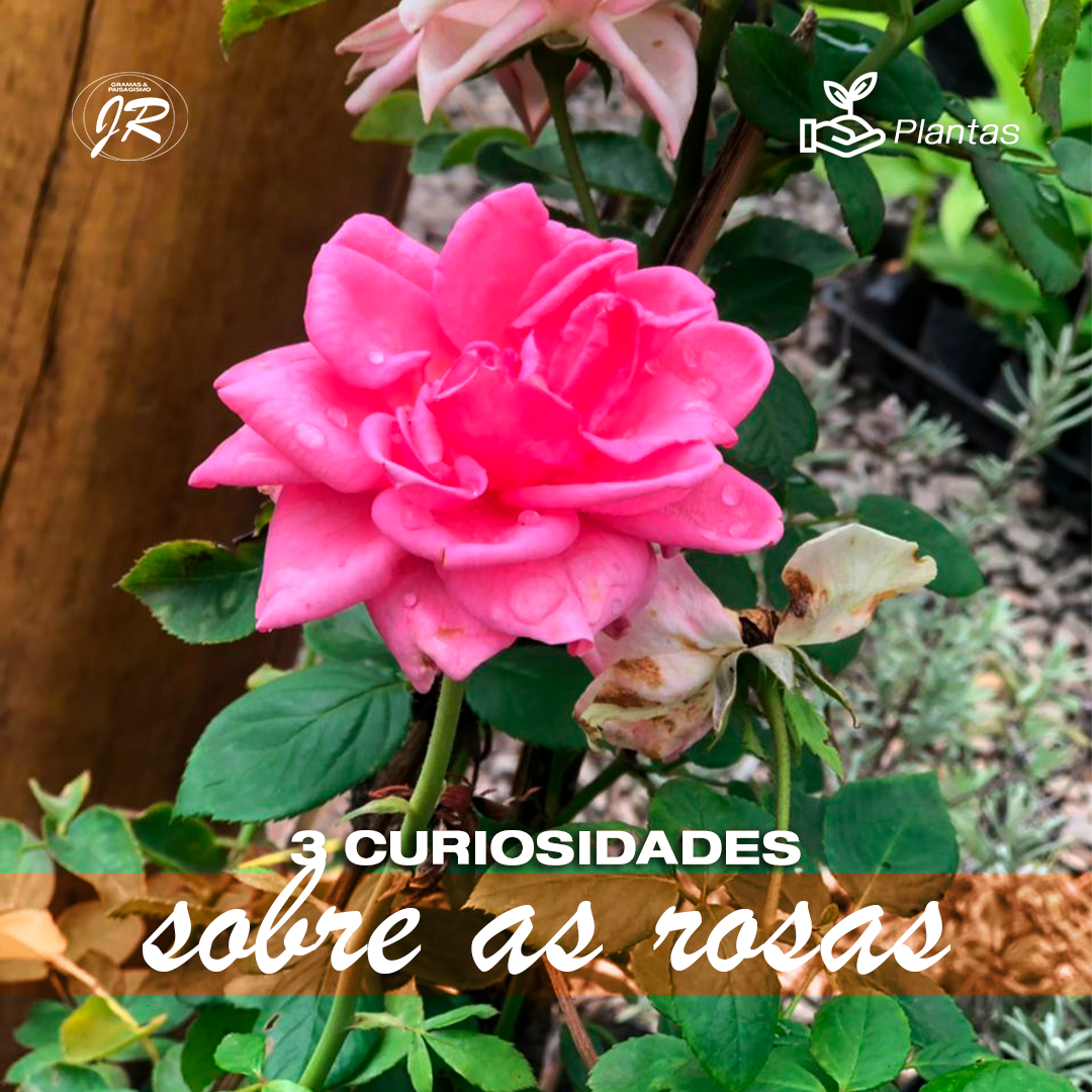Post-3---Rosa