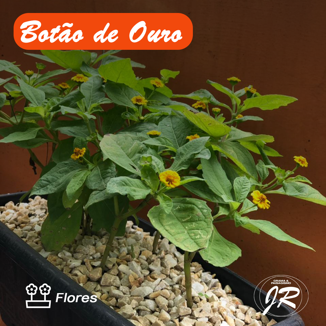 Post-2---FLORES_02 (1)