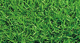 gramas_bermudas