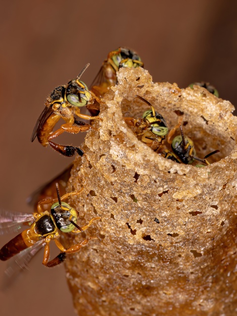 meliponicultura